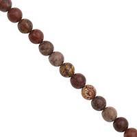 80cts Arctic Jasper Smooth Round Approx 6 to 6.50mm, 30cm Strand
