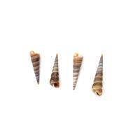 Spiral Cone Shaped Shell Pendants Approx 10x45mm-12x49mm, 40pcs